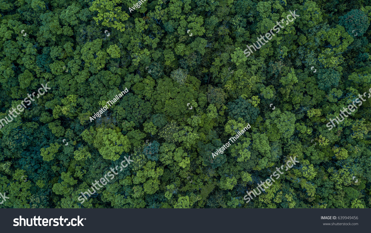 Antenne ovenfra skov, Tekstur af skov visning ovenfra. Stock-foto