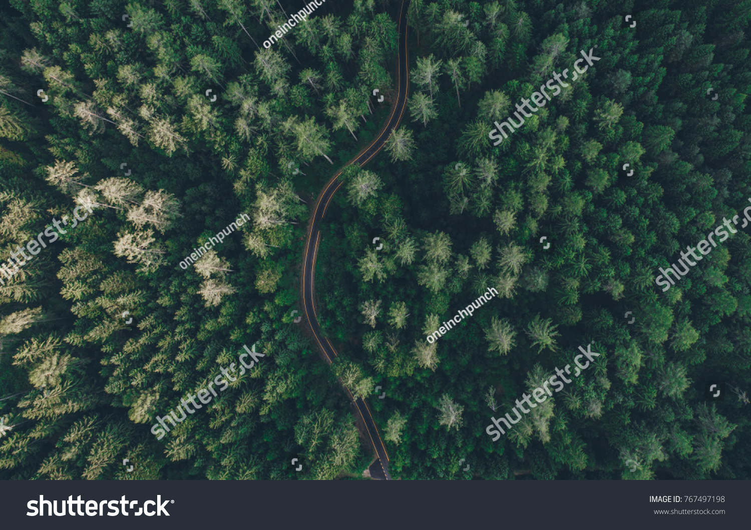 Aerial udsigt over en vej midt i skoven Stock-foto