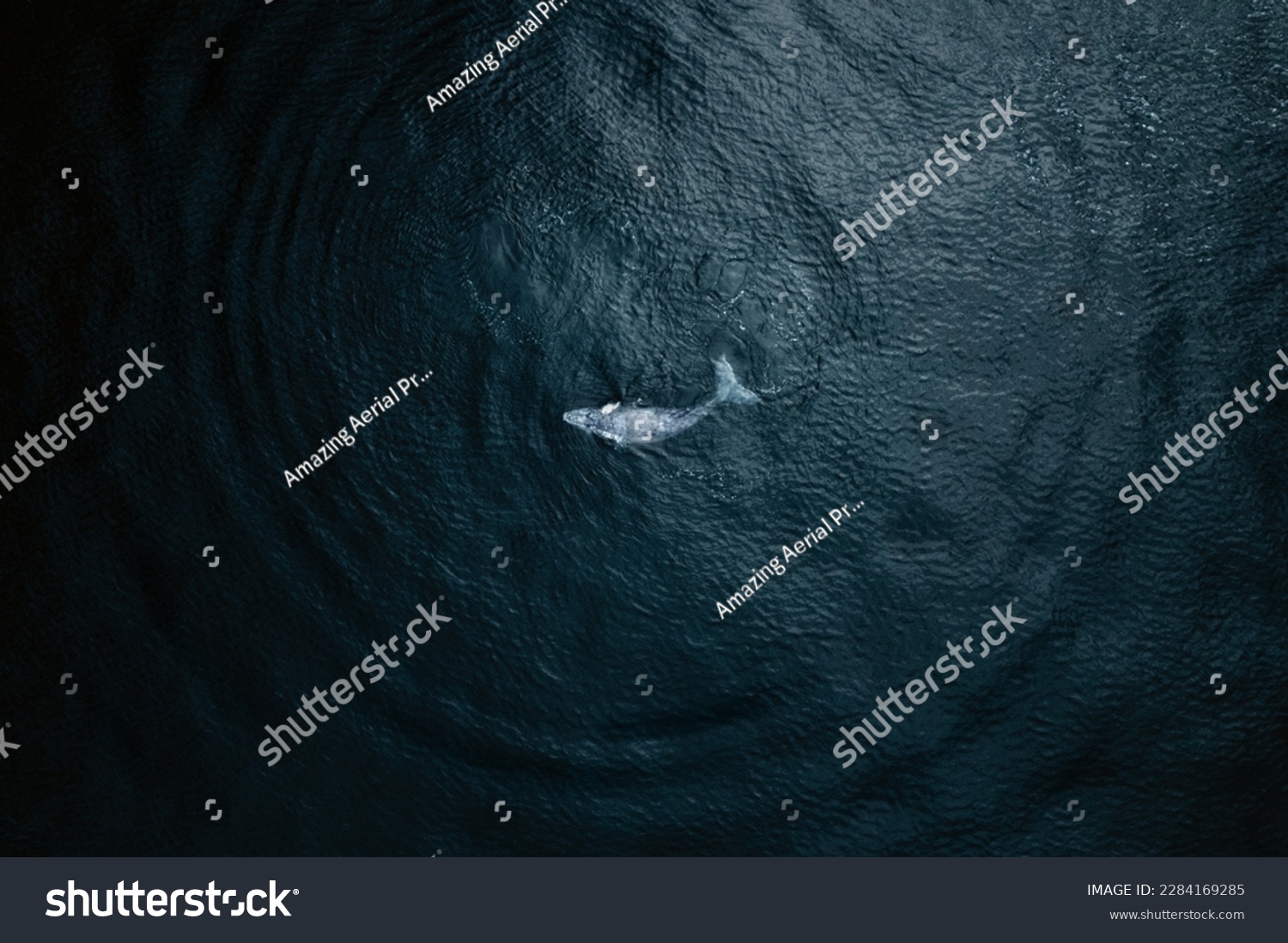Aerial view of baby humpback whale in Pacific ocean near Baja California Sur, Mexico. Stock-foto