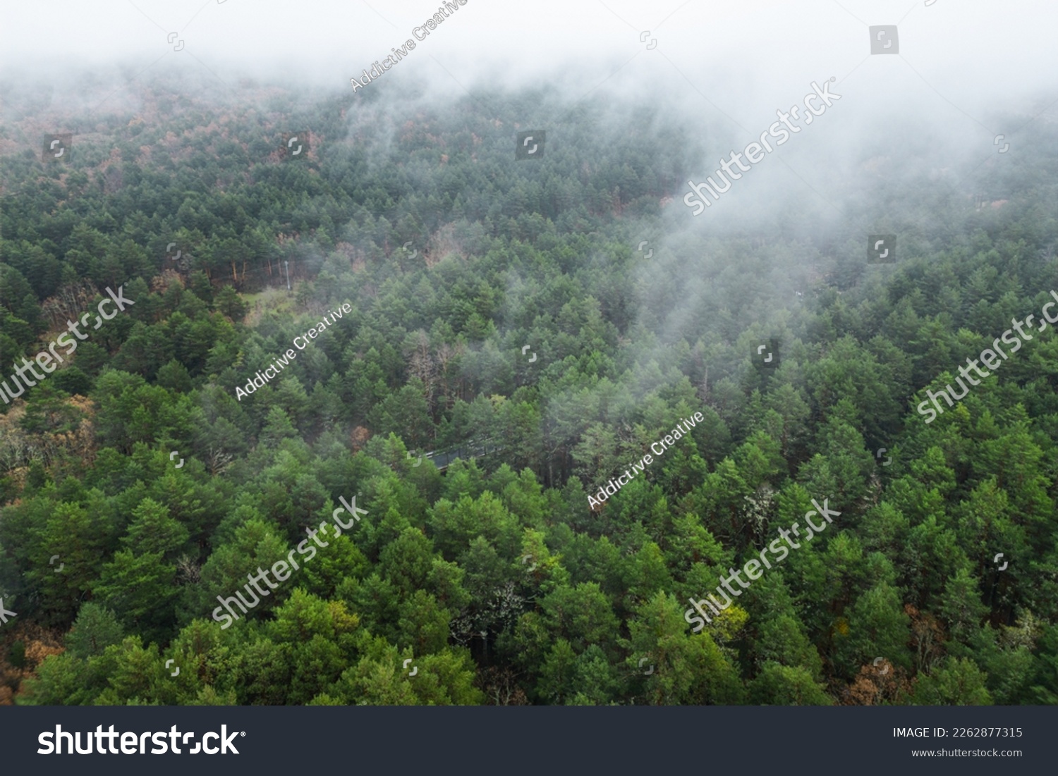 Aerial view of trees growing in lush forest under foggy floating clouds Stock-foto