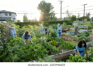Team of volunteers working in community garden Stock-foto